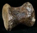 Long Thescelosaurus? Caudal Vertebra - Montana #13566-2
